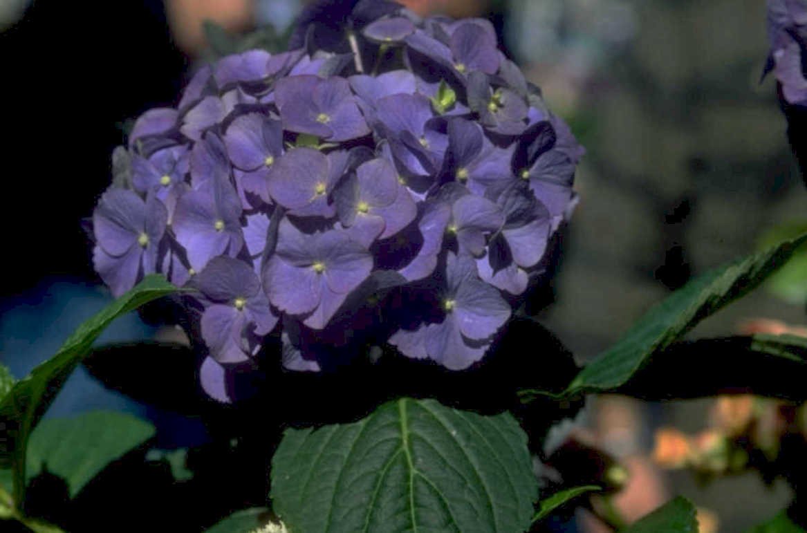 hydrangea purple garden 1980s 1990s A4 Photo Print