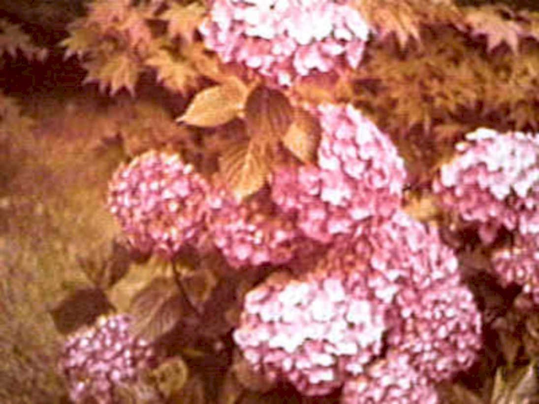 hydrangeas maple autumn1980s 1990s A4 Photo Print