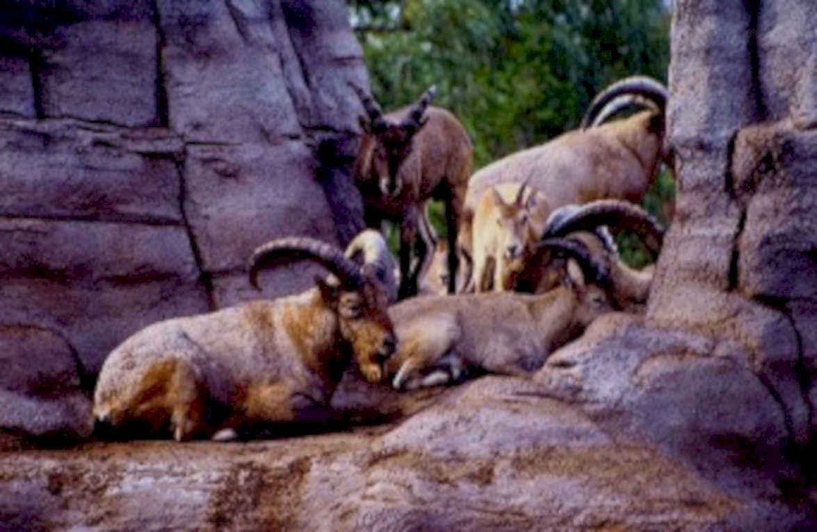 ibex cheyenne mountains1980s 1990s A4 Photo Print