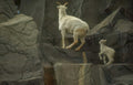 ibex family exhibit Vintage A4 Photo Print