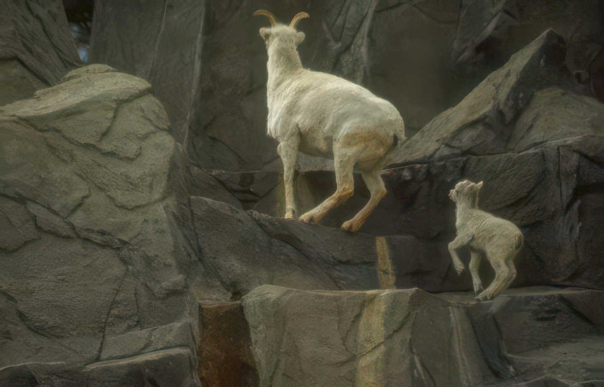 ibex family exhibit Vintage A4 Photo Print