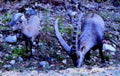 ibex male juvenile1980s 1990s A4 Photo Print