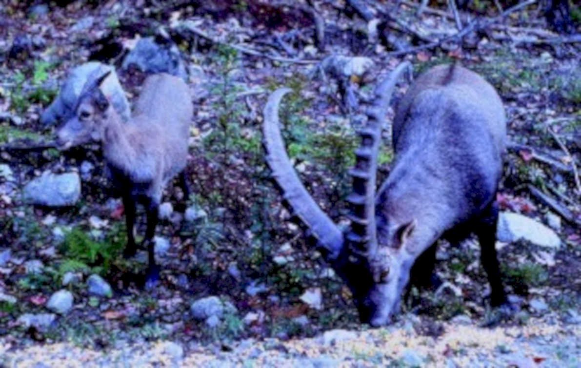 ibex male juvenile1980s 1990s A4 Photo Print