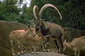 ibex markhor herd 1980s 1990s A4 Photo Print
