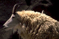 ibex mountains horns 1980s 1990s A4 Photo Print