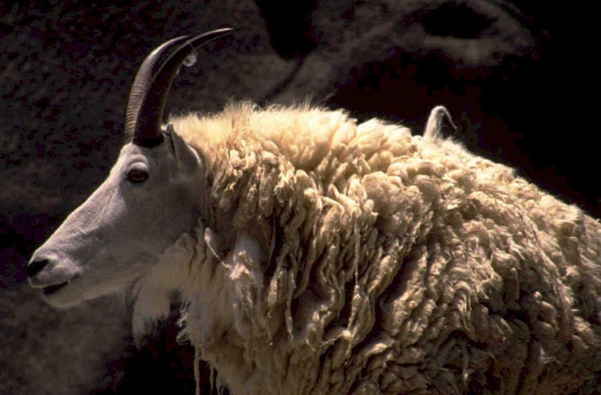 ibex mountains horns 1980s 1990s A4 Photo Print