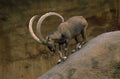 ibex rock mountain 1980s 1990s A4 Photo Print