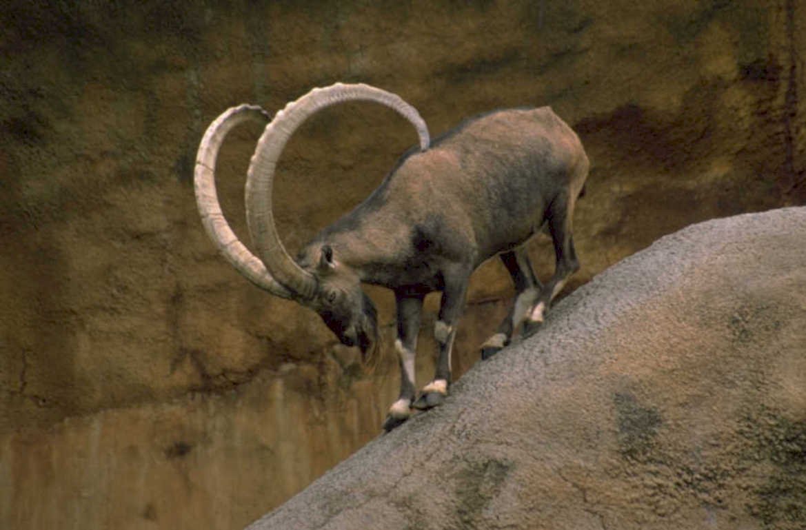 ibex rock mountain 1980s 1990s A4 Photo Print
