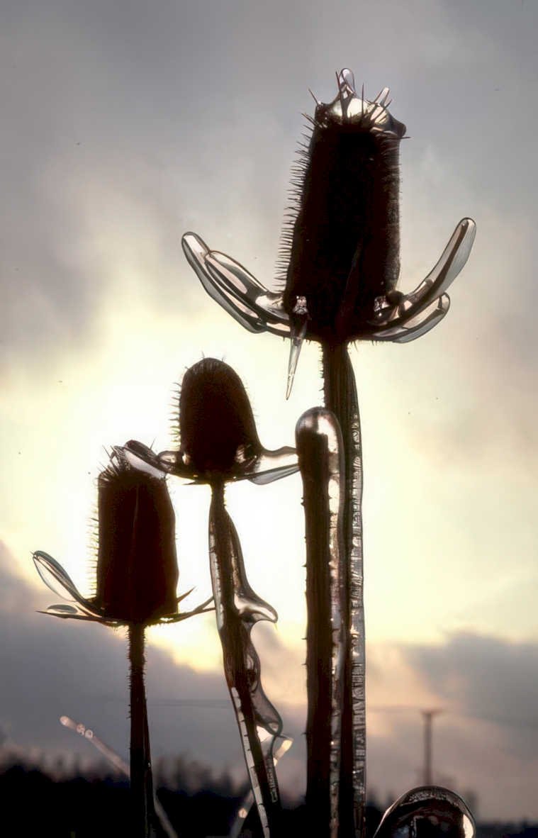 ice teosinte sunset Vintage A4 Photo Print