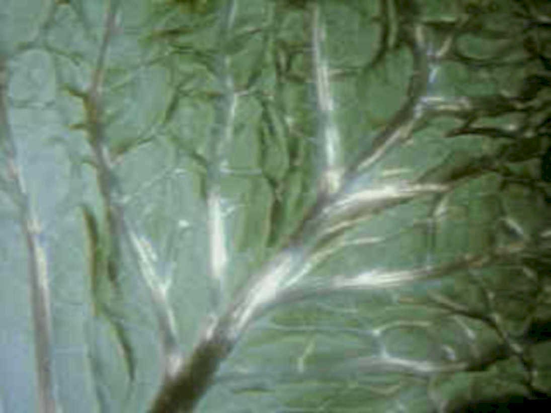 iceberg lettuce veins1980s 1990s A4 Photo Print
