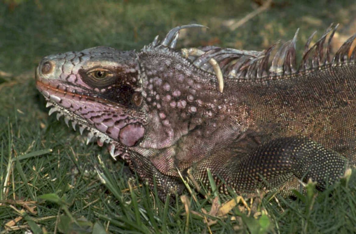 iguana portrait everglades 1980s 1990s A4 Photo Print