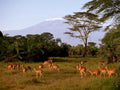 imbika kilimanjaro antelope1980s 1990s A4 Photo Print
