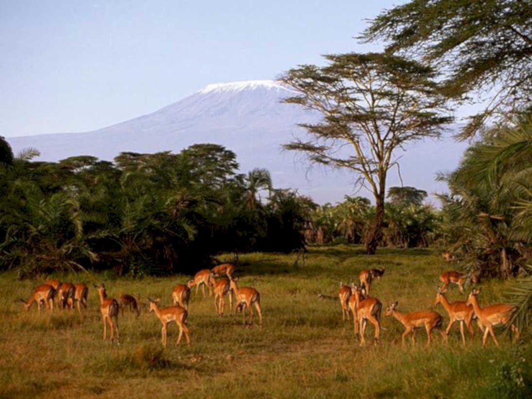 imbika kilimanjaro antelope1980s 1990s A4 Photo Print
