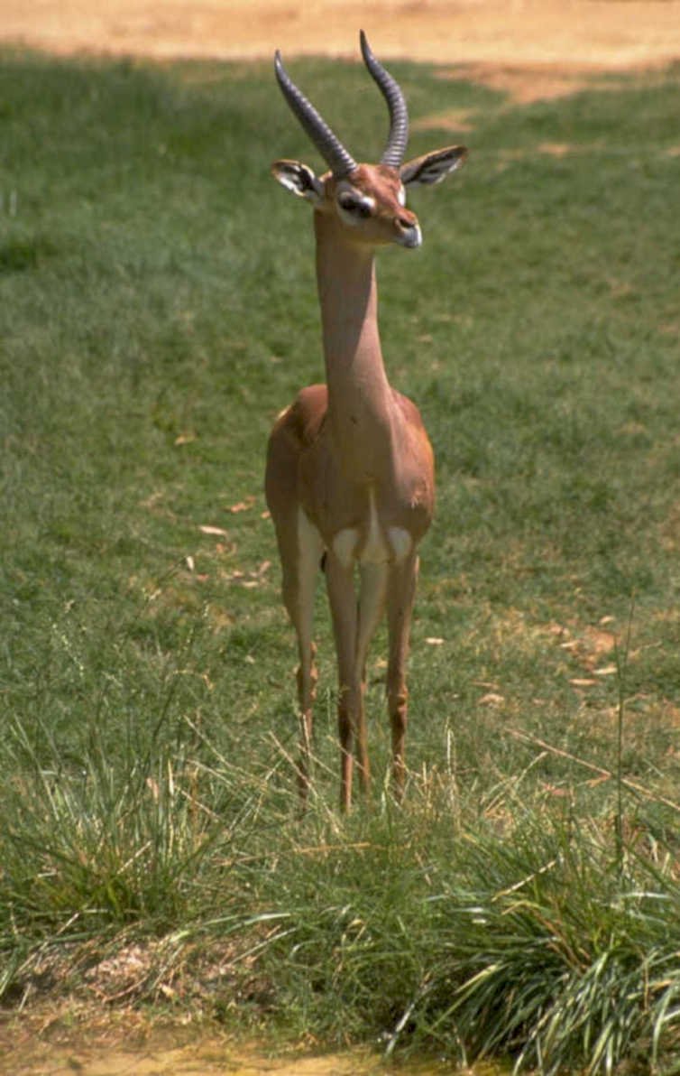 impala grass savanna 1980s 1990s A4 Photo Print