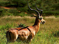impala savanna horns1980s 1990s A4 Photo Print