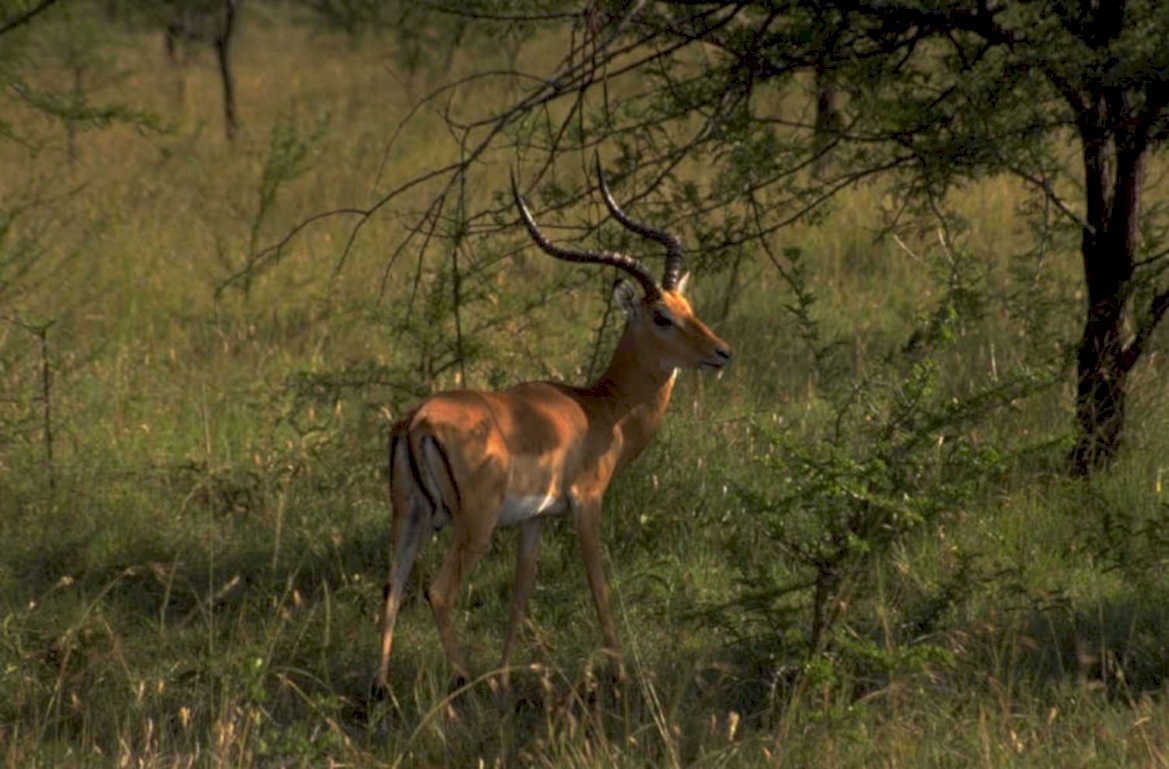 impala savanna wildlife 1980s 1990s A4 Photo Print