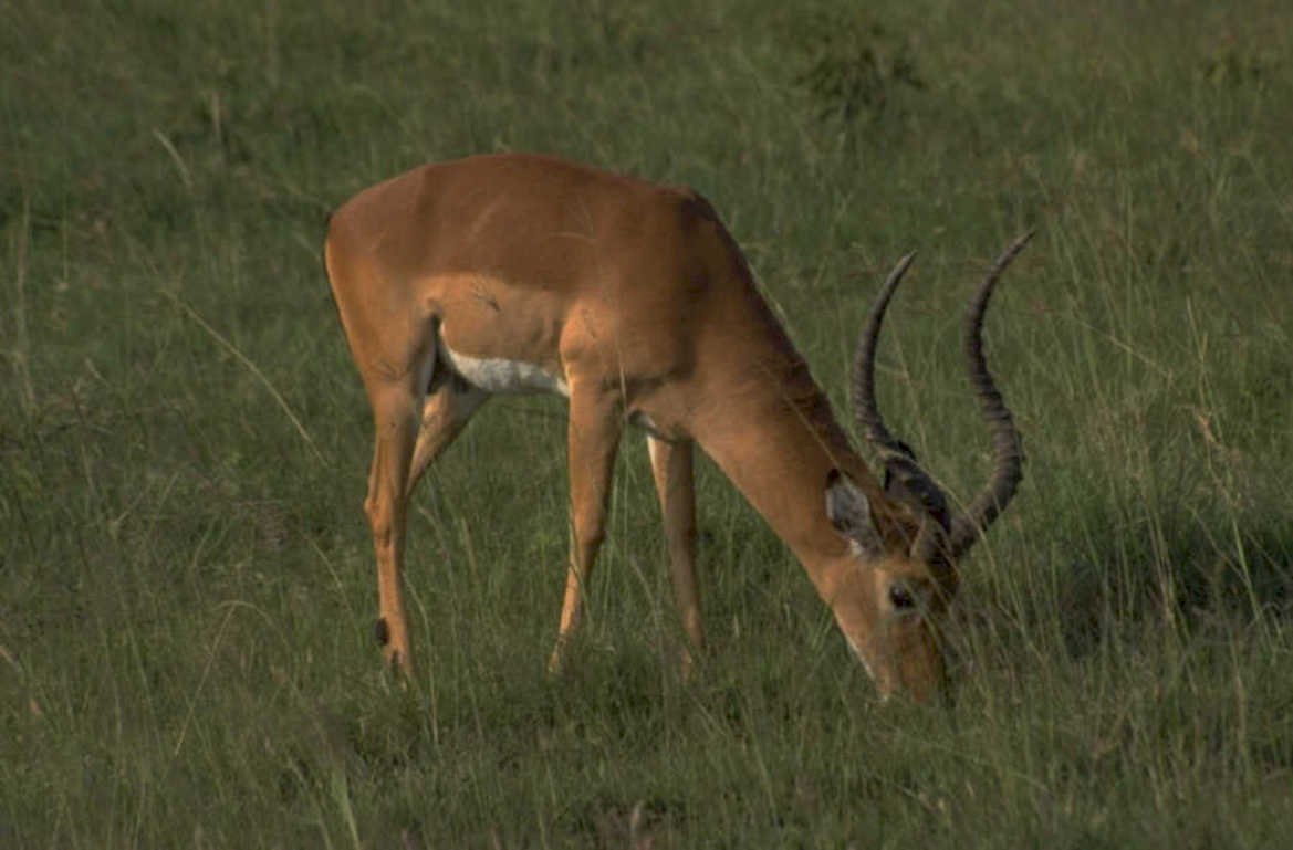 impala serengeti grass 1980s 1990s A4 Photo Print