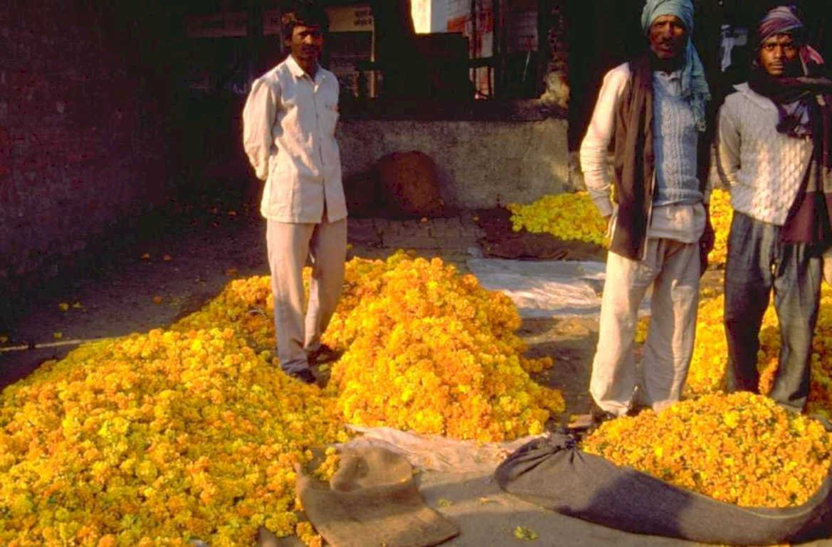 india marigold vendors 1980s 1990s A4 Photo Print