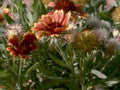 indian blanket flowers1980s 1990s A4 Photo Print