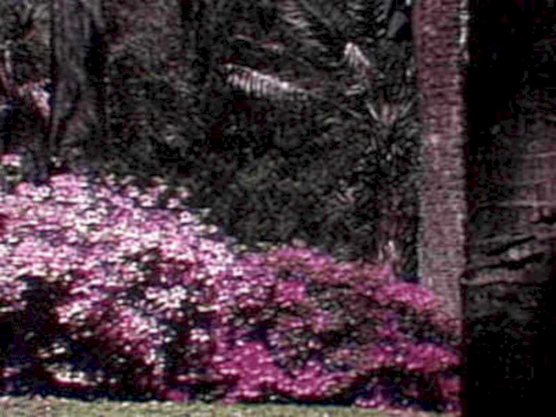 infrared azalea bloom1980s 1990s A4 Photo Print