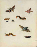 insects Art A4 Photo Print