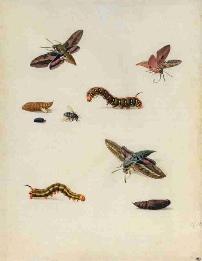 insects Art A4 Photo Print