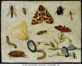 insects1 Art A4 Photo Print