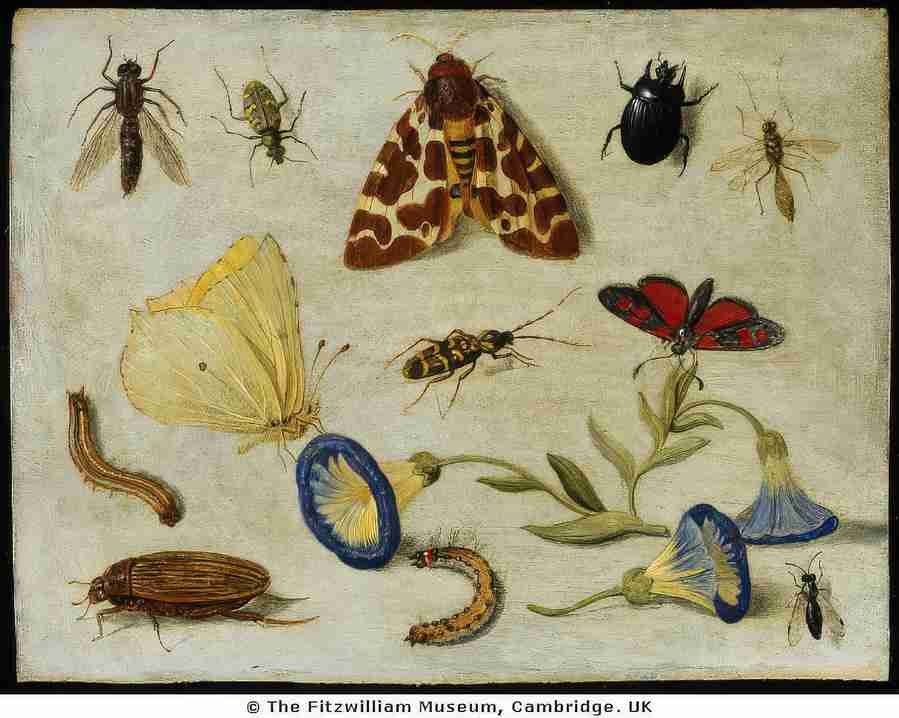 insects1 Art A4 Photo Print
