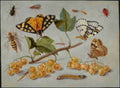 insects2 Art A4 Photo Print