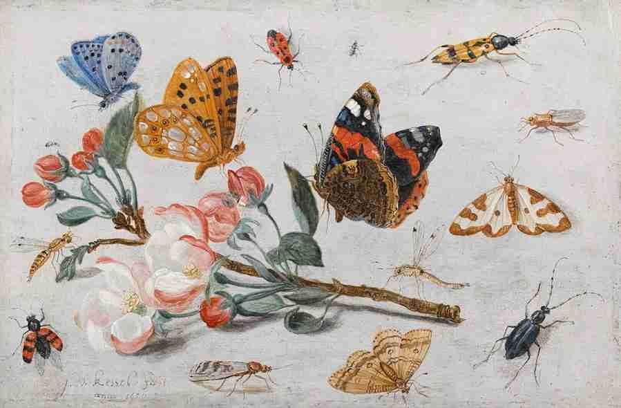 insects3 Art A4 Photo Print UK