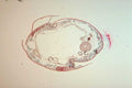 intestine tissue cross1980s 1990s A4 Photo Print