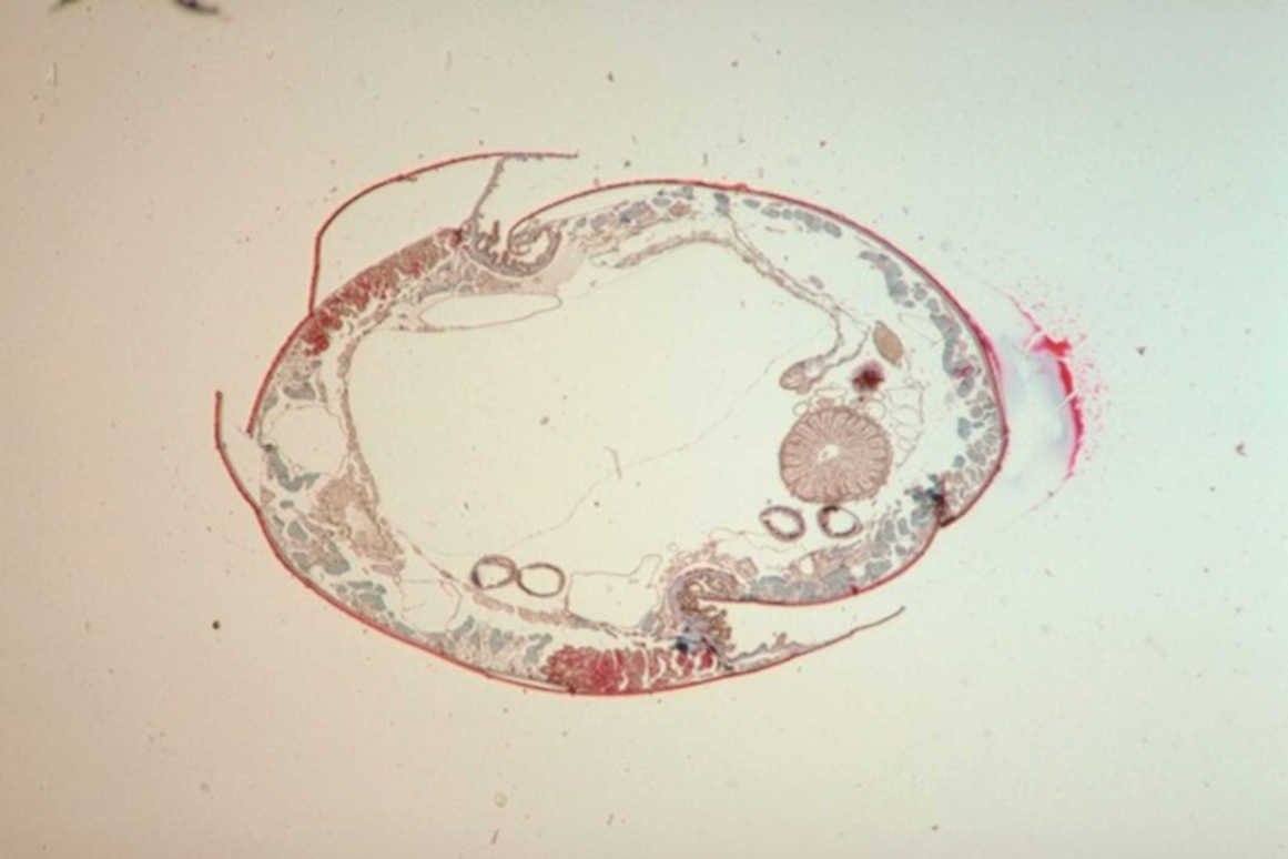 intestine tissue cross1980s 1990s A4 Photo Print