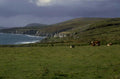 ireland cows cliffs 1980s 1990s A4 Photo Print