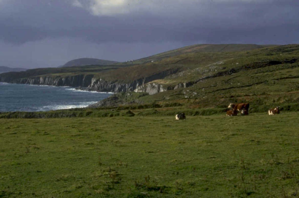 ireland cows cliffs 1980s 1990s A4 Photo Print