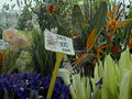 iris bird lilies1980s 1990s A4 Photo Print