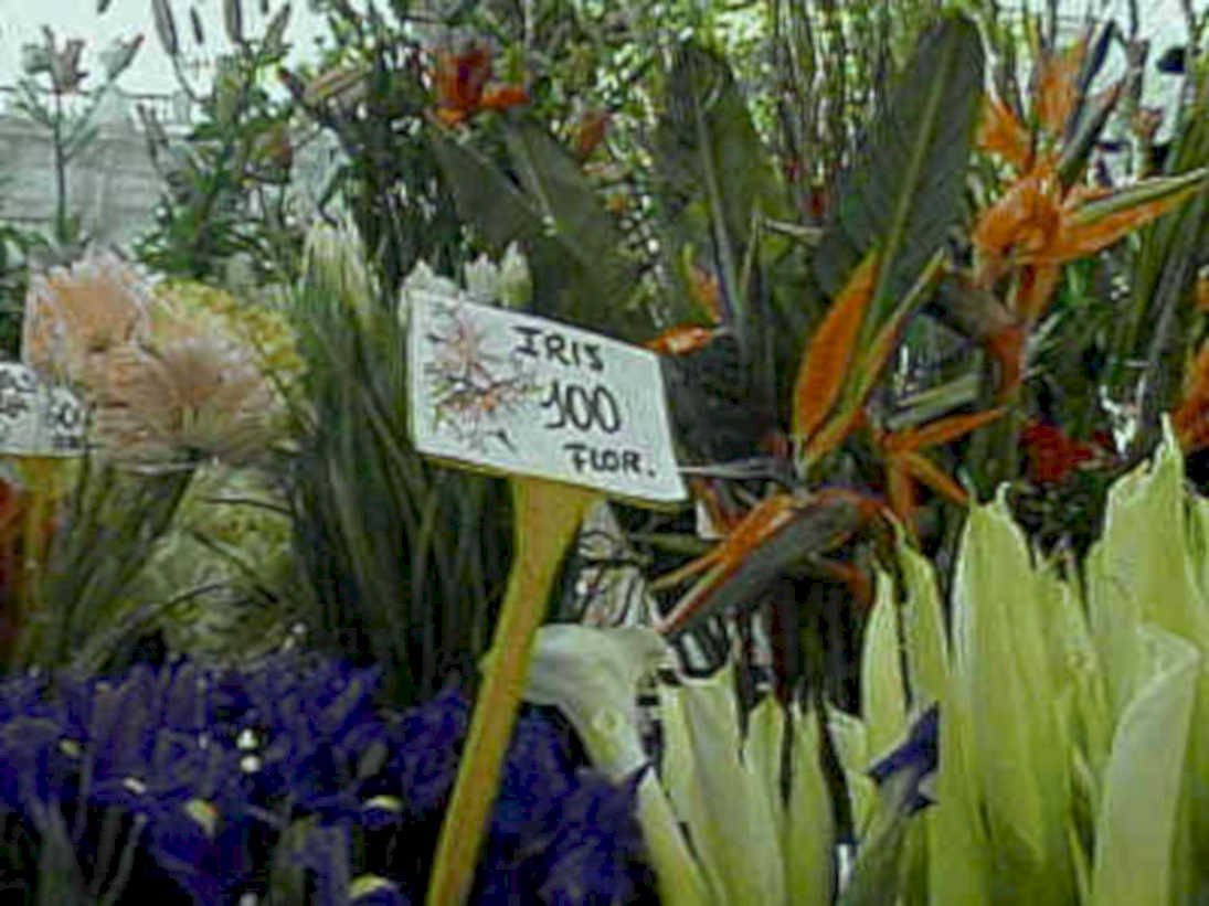 iris bird lilies1980s 1990s A4 Photo Print