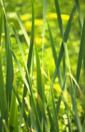 iris flower stems Vintage A4 Photo Print