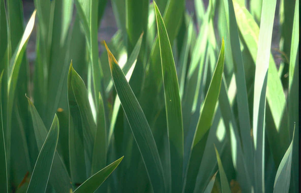 iris leaves dappledsun Vintage A4 Photo Print