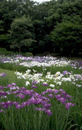 irises hakone garden 1980s 1990s A4 Photo Print