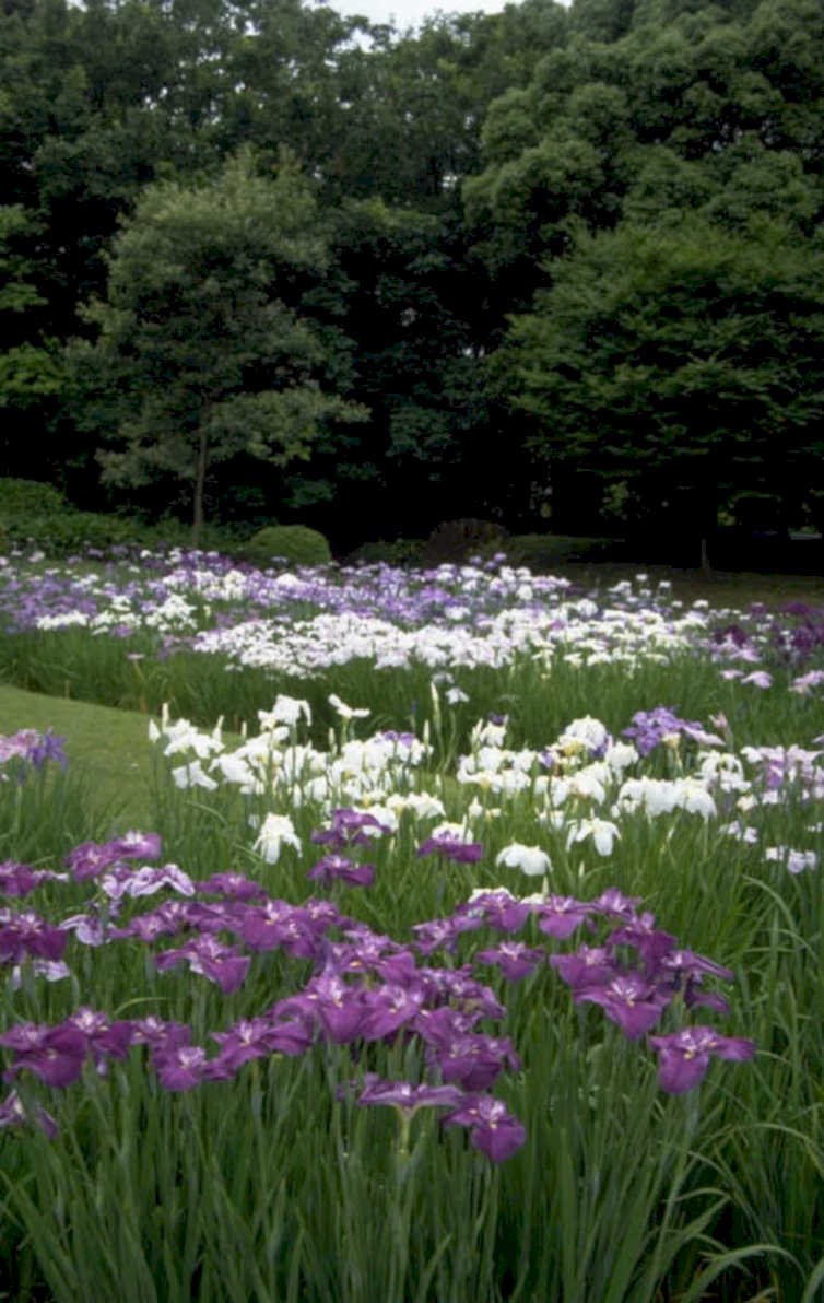 irises hakone garden 1980s 1990s A4 Photo Print