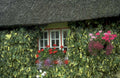 irish cottage window 1980s 1990s A4 Photo Print