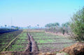 irrigation canal crops1980s 1990s A4 Photo Print