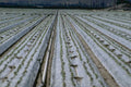 irrigation lettuce field 1980s 1990s A4 Photo Print
