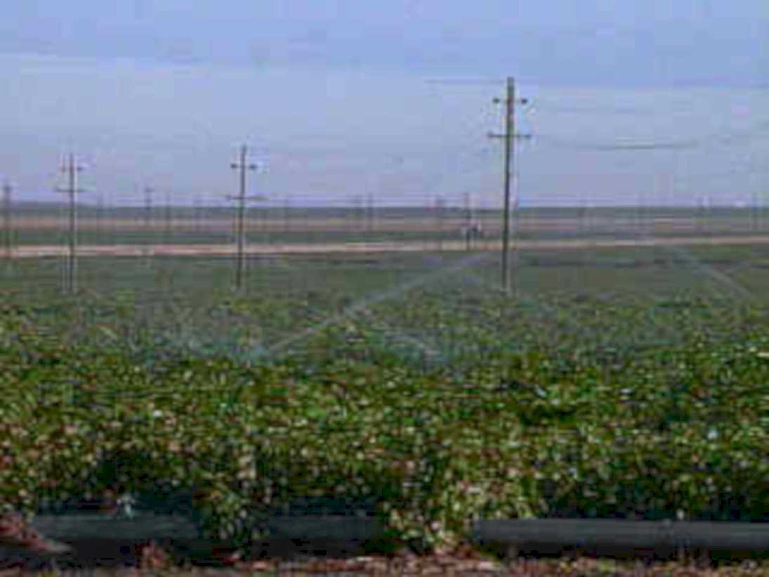 irrigation vineyards grapes1980s 1990s A4 Photo Print