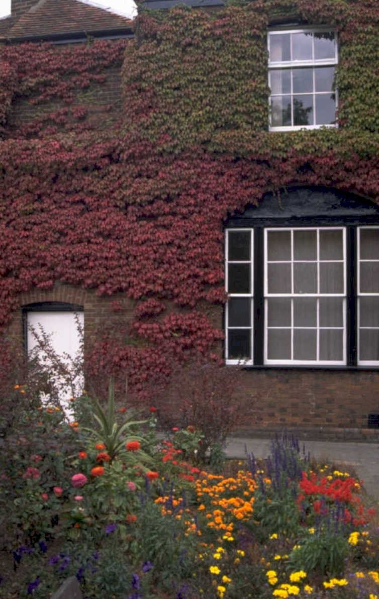 ivy covered house 1980s 1990s A4 Photo Print