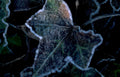 ivy frost detail Vintage A4 Photo Print