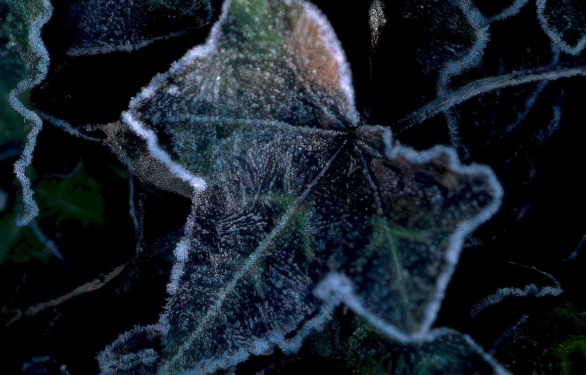 ivy frost detail Vintage A4 Photo Print
