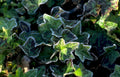 ivy frost leaves 10 Vintage A4 Photo Print