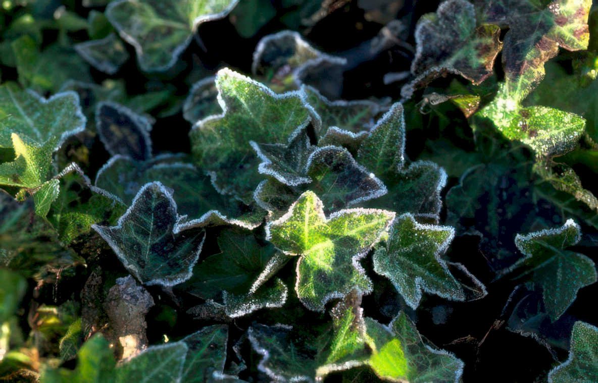 ivy frost leaves 10 Vintage A4 Photo Print