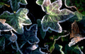 ivy frost leaves 3 Vintage A4 Photo Print